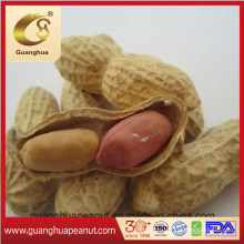 Best Quality Roasted Peanut in Shell Bulk Price